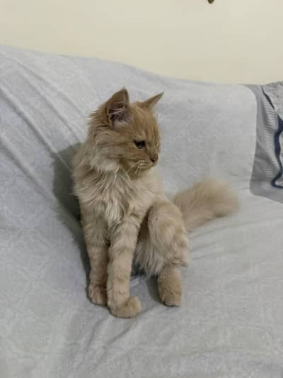 Persian cat