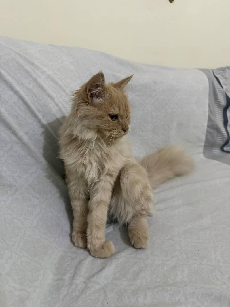 Persian cat 0