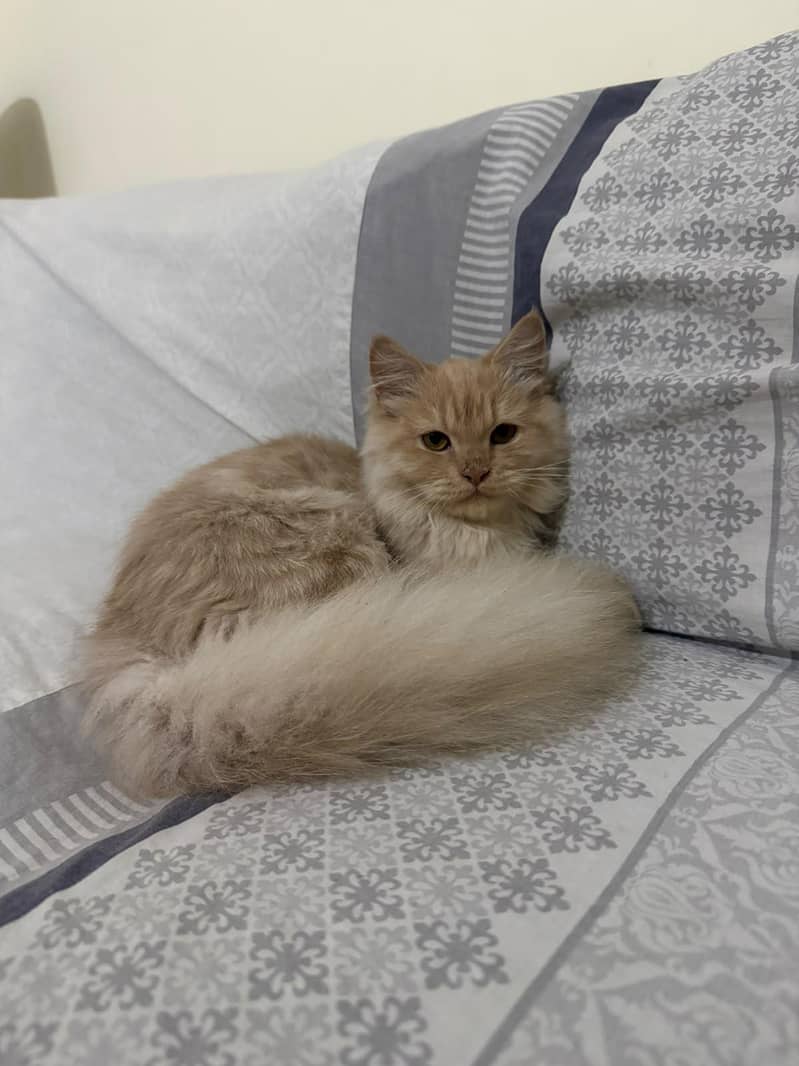 Persian cat 1