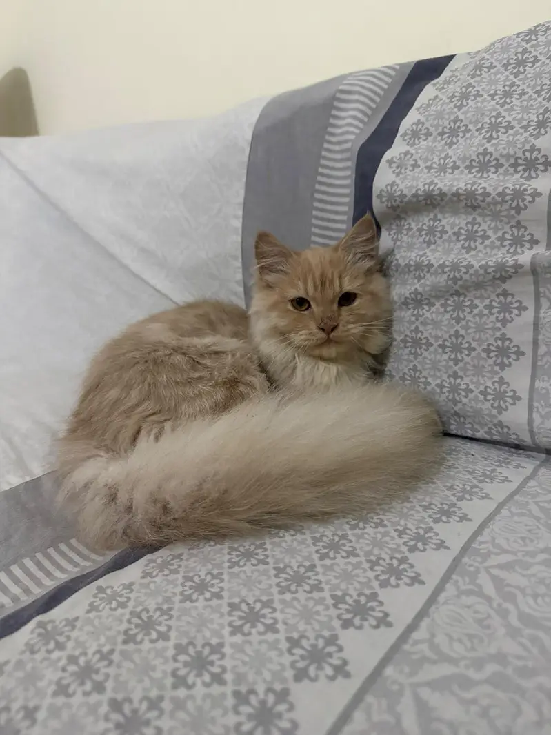 Persian cat — photo 2