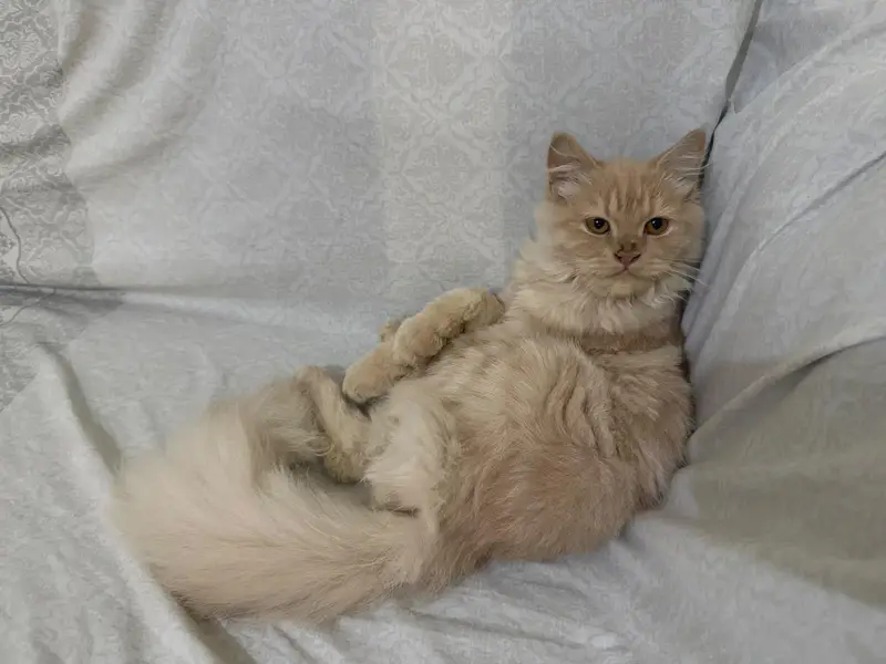 Persian cat — photo 3