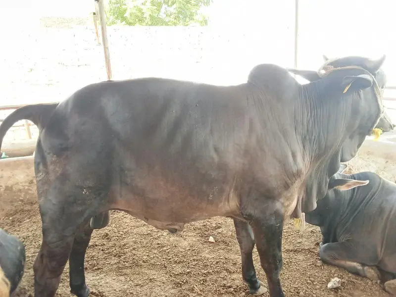 slaughter animals for sale — photo 2