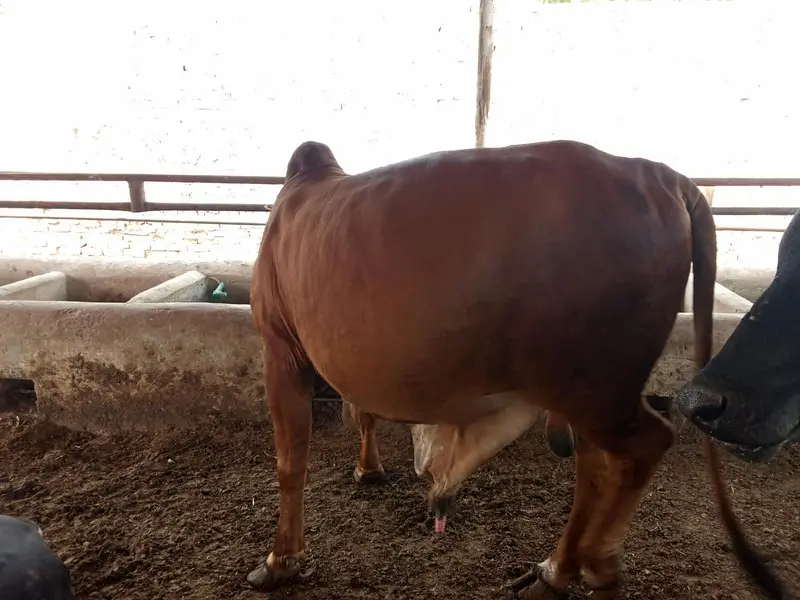 slaughter animals for sale — photo 3