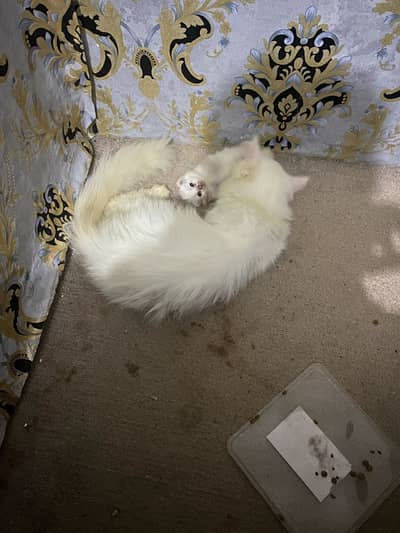 cat with baby pure persian cat