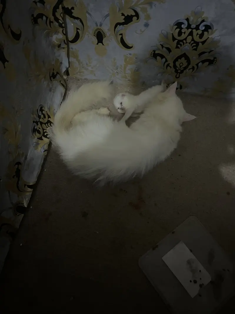 cat with baby pure persian cat — photo 2