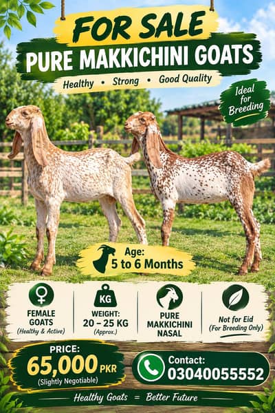 Pure Makkichini Goats | Makkichini goats Lahore | female goat for sale