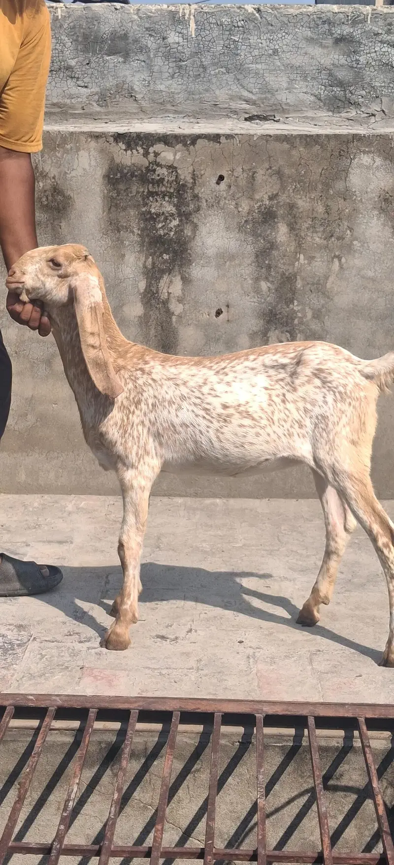 Pure Makkichini Goats | Makkichini goats Lahore | female goat for sale — photo 2