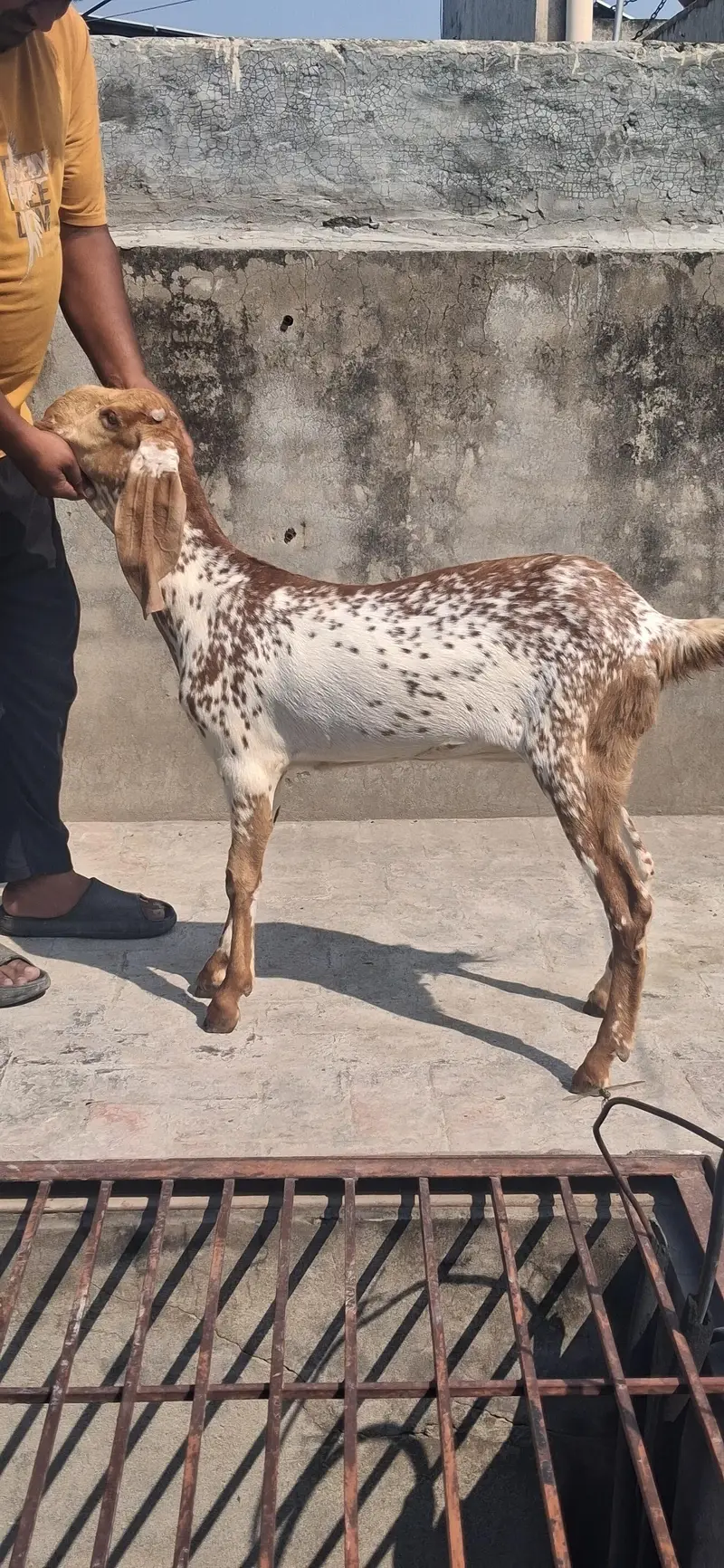 Pure Makkichini Goats | Makkichini goats Lahore | female goat for sale — photo 3