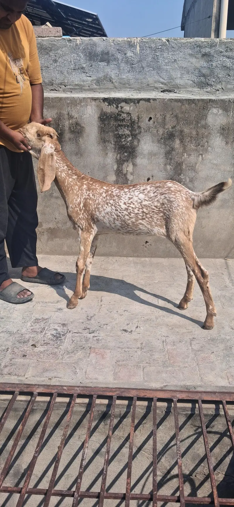Pure Makkichini Goats | Makkichini goats Lahore | female goat for sale — photo 4