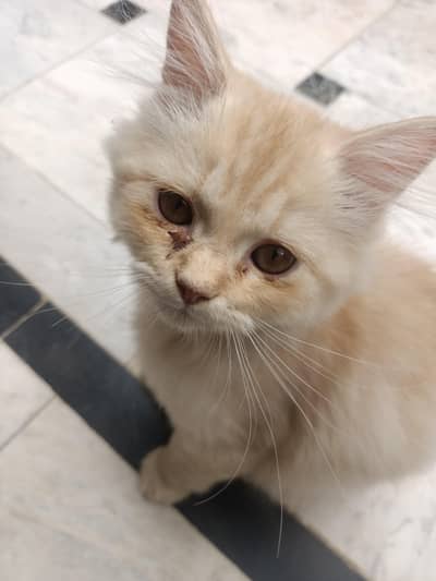 Persian Kittens | Persian  Male Kittens | Triple coat | Kittens