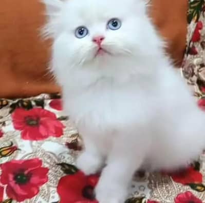 Persian Female kitten for sale 0324+8235803 Whatsapp
