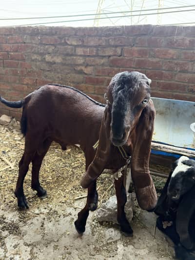 Brown Nagra or black beetal nasal 2  bakre for sale goats for sale