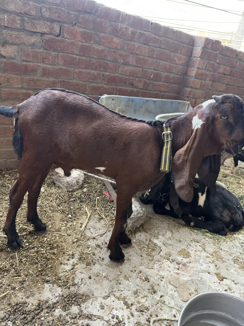 Brown Nagra or black beetal nasal 2  bakre for sale goats for sale — photo 2
