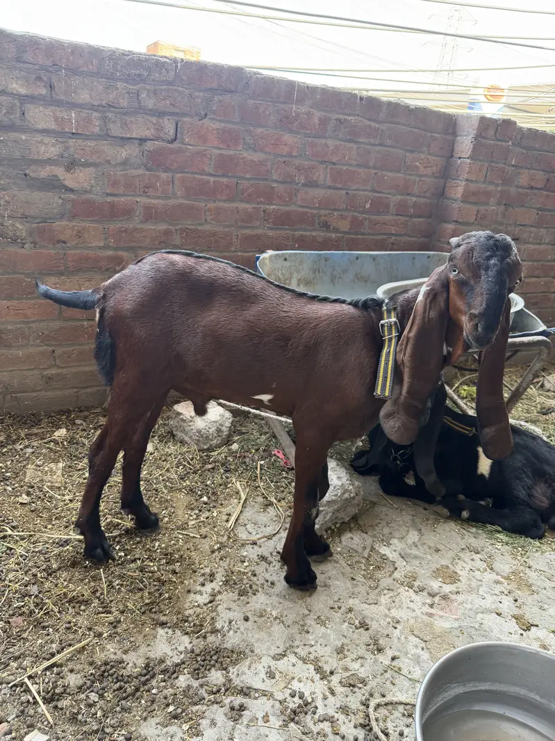 Brown Nagra or black beetal nasal 2  bakre for sale goats for sale — photo 3