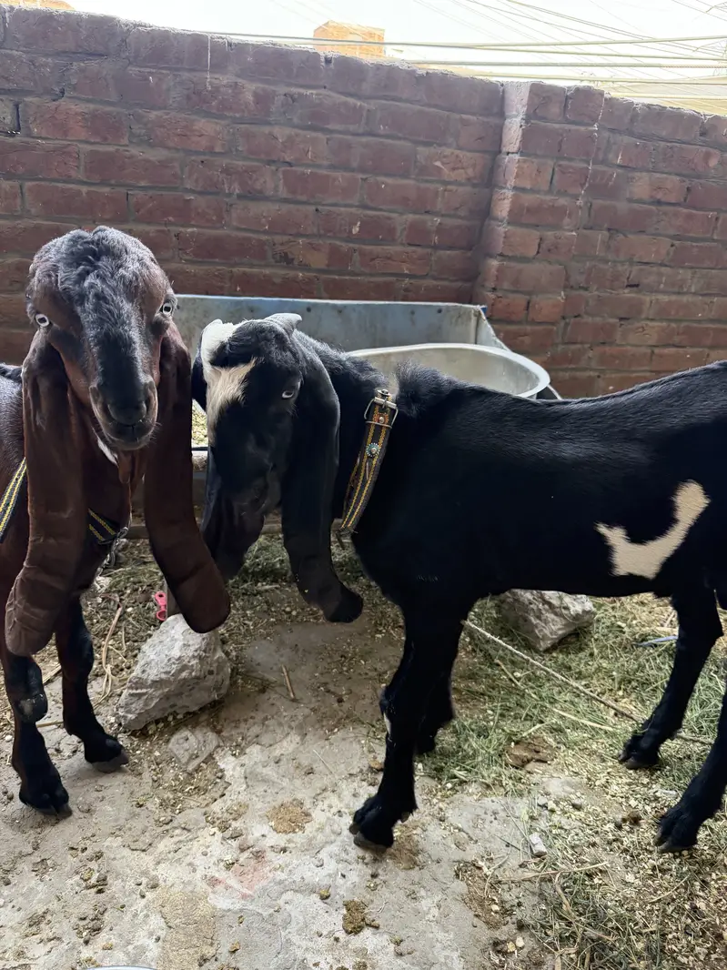 Brown Nagra or black beetal nasal 2  bakre for sale goats for sale — photo 4