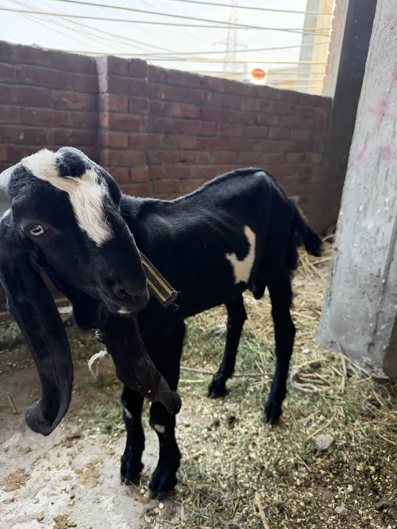 Brown Nagra or black beetal nasal 2  bakre for sale goats for sale — photo 5
