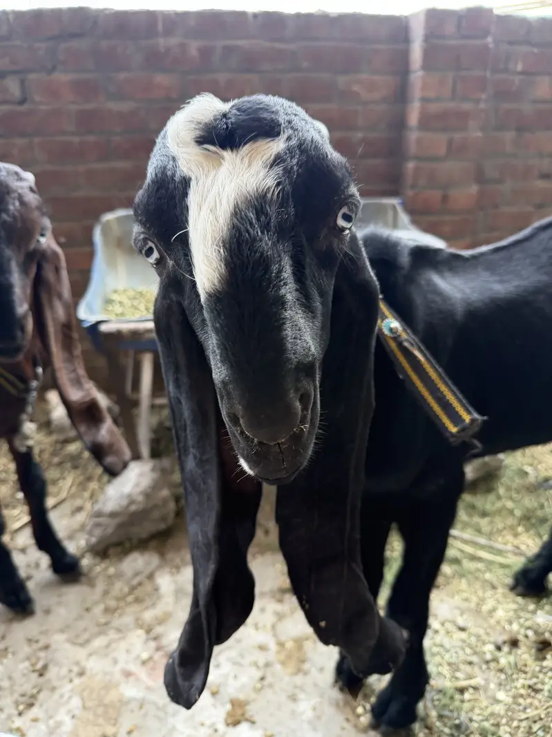 Brown Nagra or black beetal nasal 2  bakre for sale goats for sale — photo 6