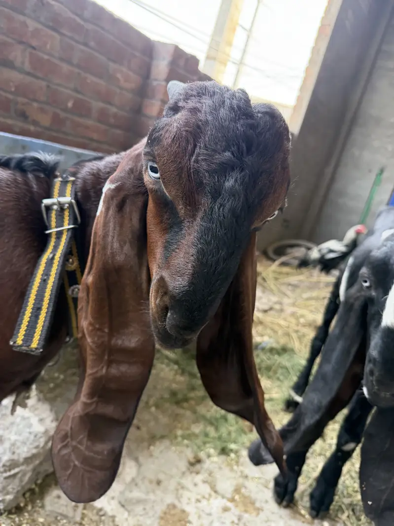 Brown Nagra or black beetal nasal 2  bakre for sale goats for sale — photo 7