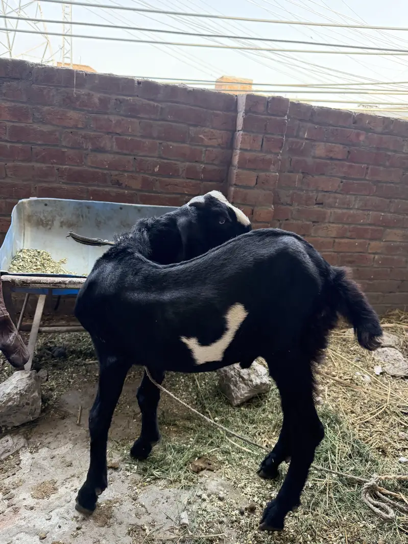 Brown Nagra or black beetal nasal 2  bakre for sale goats for sale — photo 8