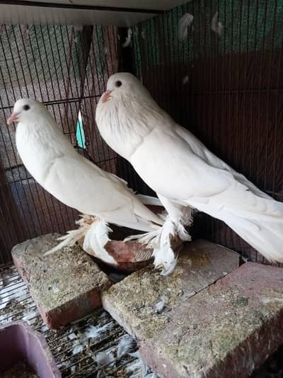 pouter pigeons