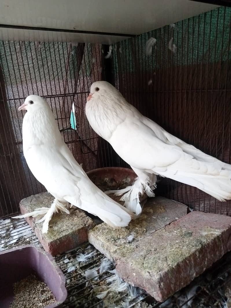 pouter pigeons 1