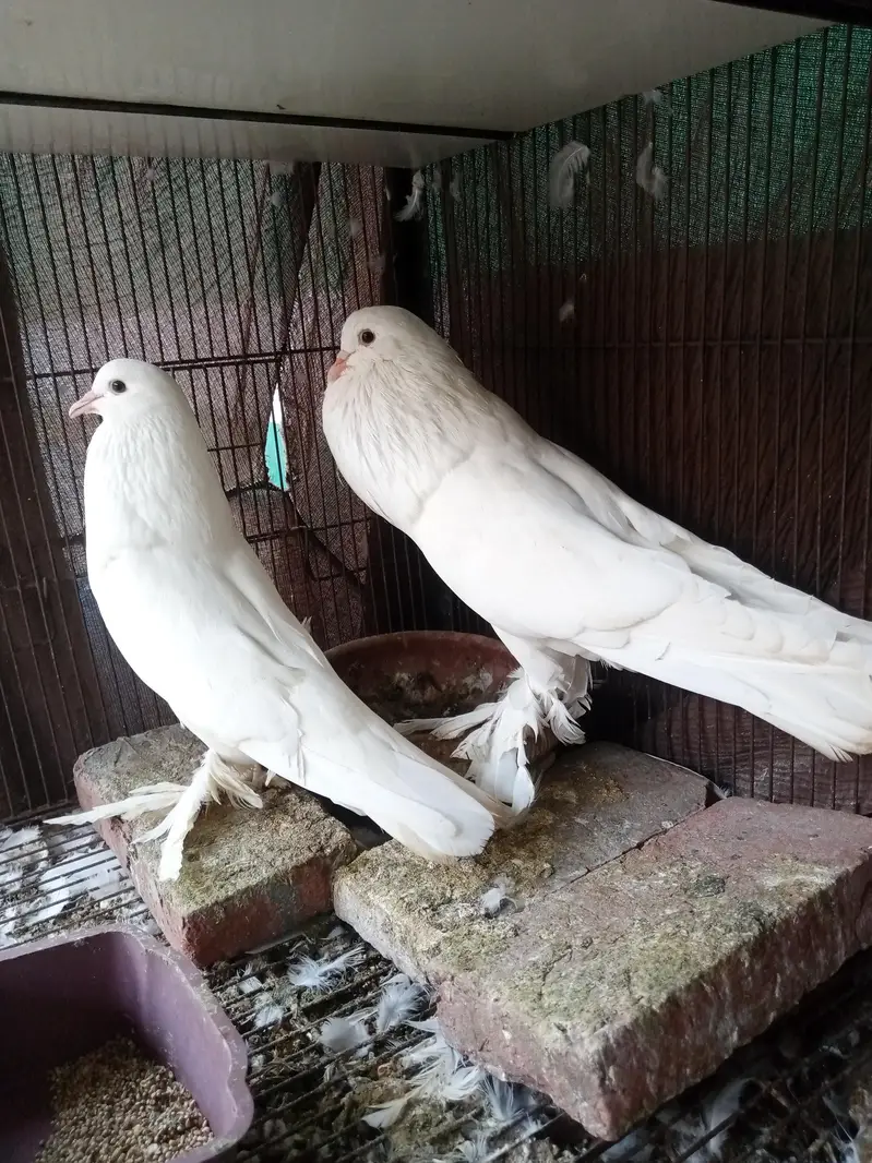 pouter pigeons — photo 2