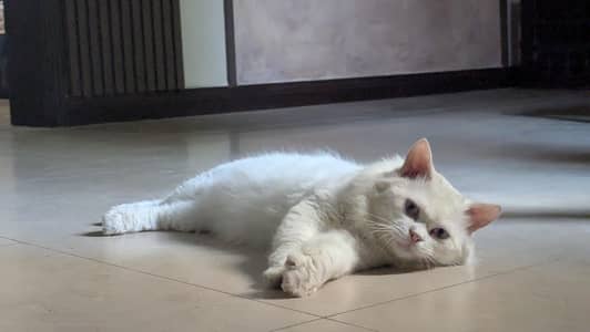 Persian cat Male for sale