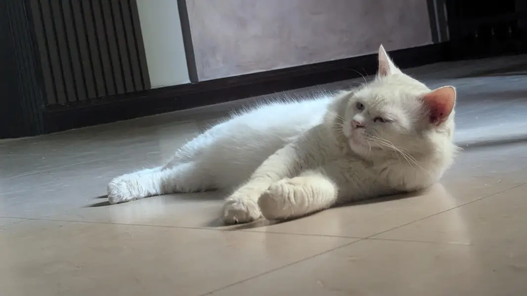 Persian cat Male for sale — photo 2