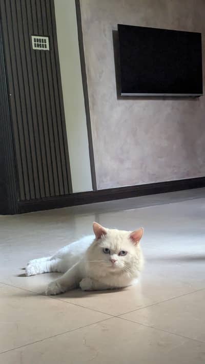 Persian cat Male blue eyes for sale