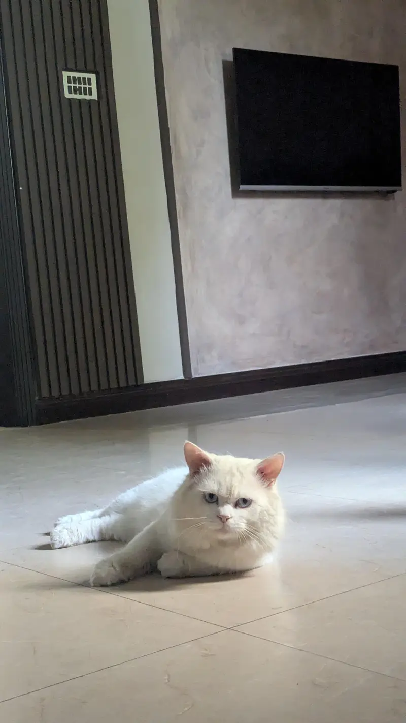 Persian cat Male for sale — photo 3