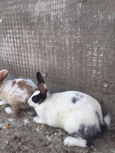 Rabbit and hens