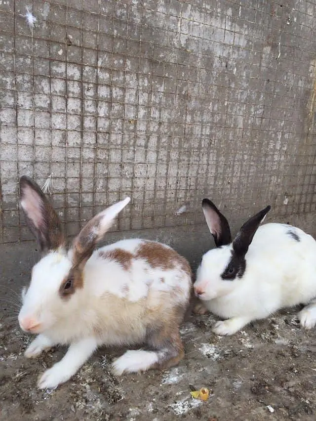 Rabbit and hens — photo 2