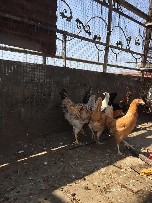 Rabbit and hens — photo 3