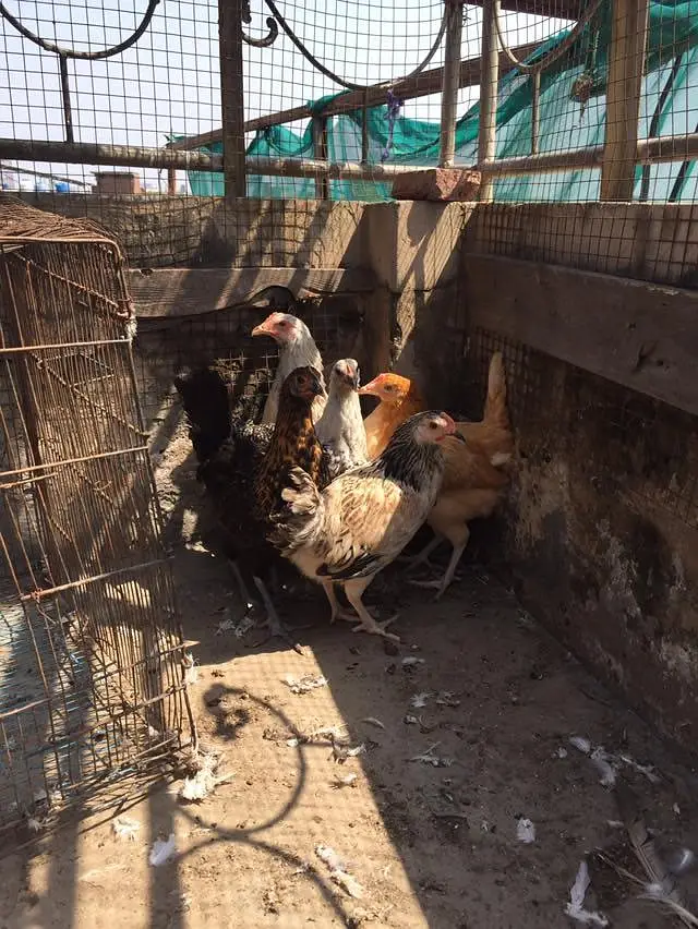 Rabbit and hens — photo 4