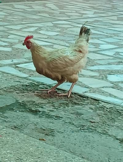 Golden Misri