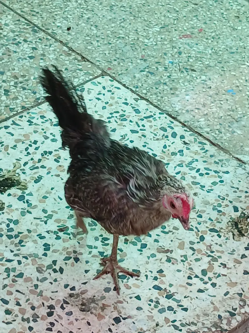 Golden Misri — photo 3