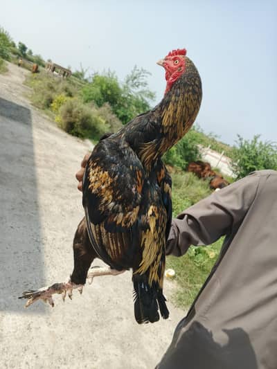 Paramoze Aseel Murga available for sale
