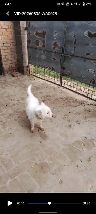 Russian female dogs