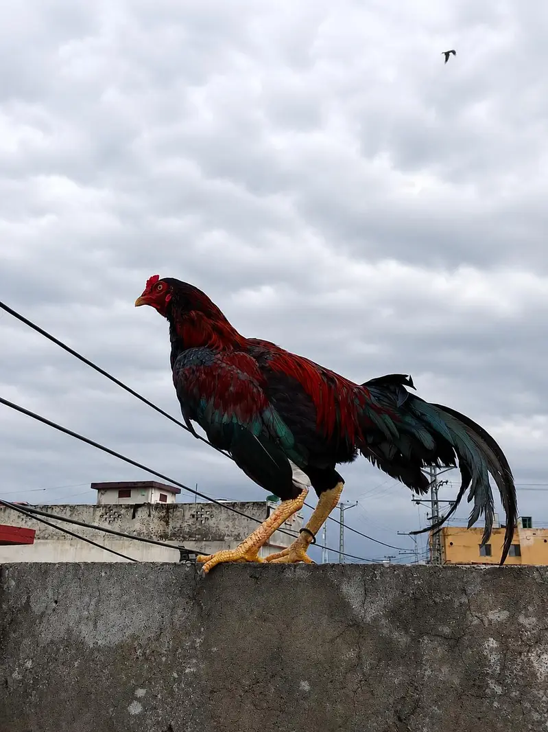 laka assal — photo 2