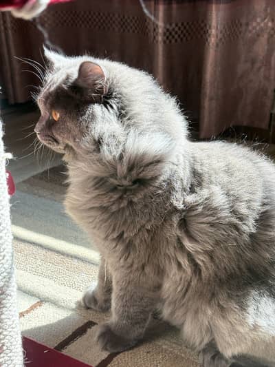 Grey persian cat