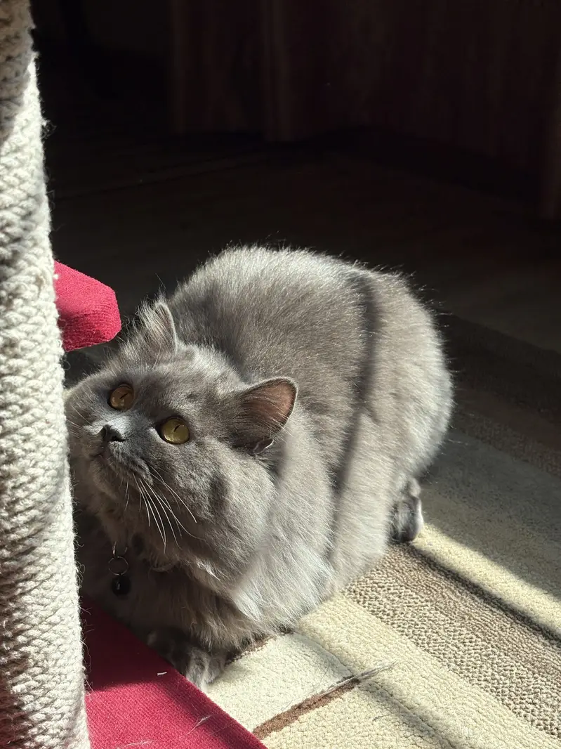 Grey persian cat — photo 2
