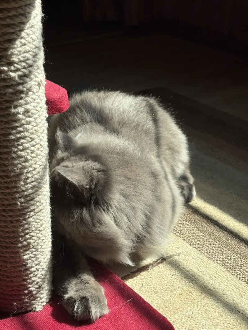 Grey persian cat — photo 3