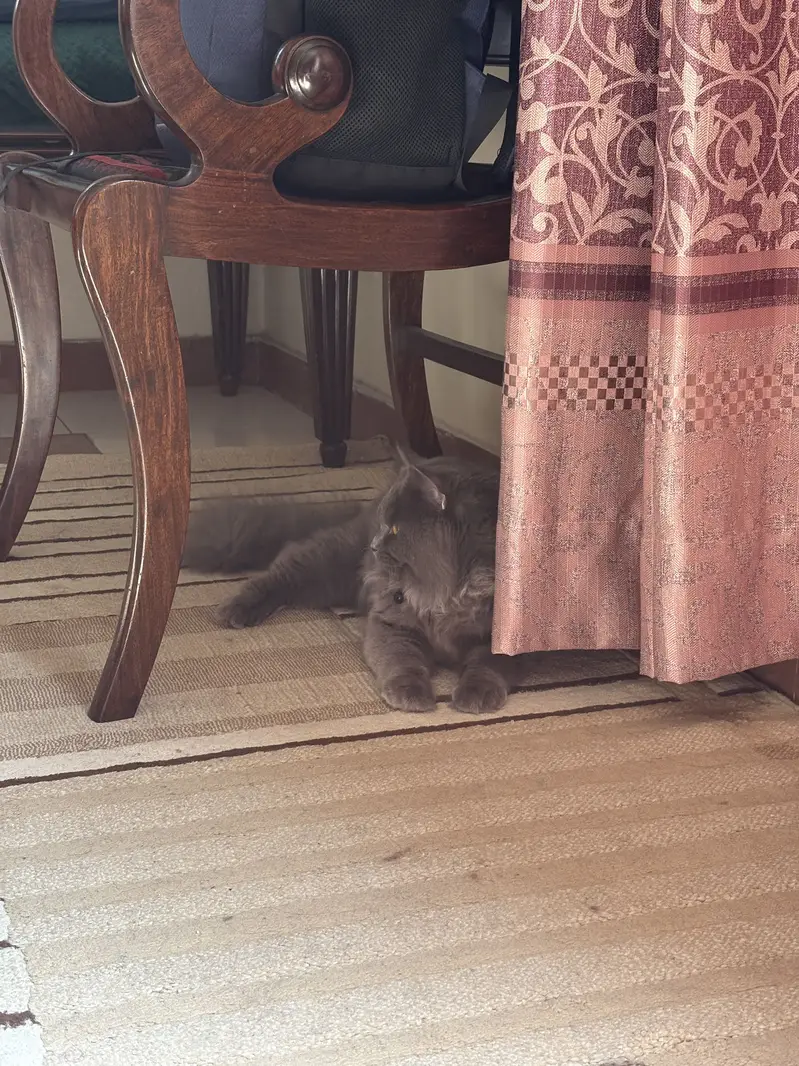Grey persian cat — photo 6
