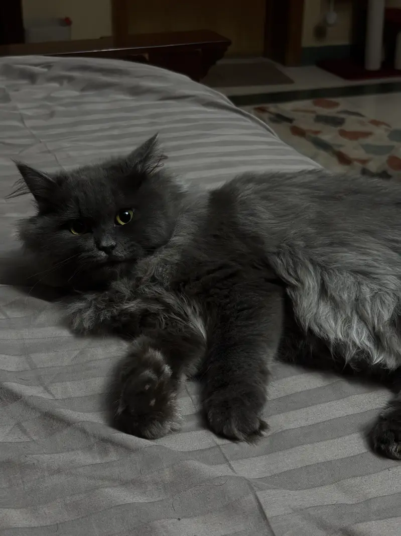 Grey persian cat — photo 10