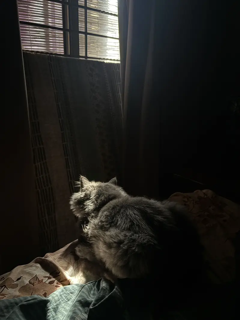 Grey persian cat — photo 11