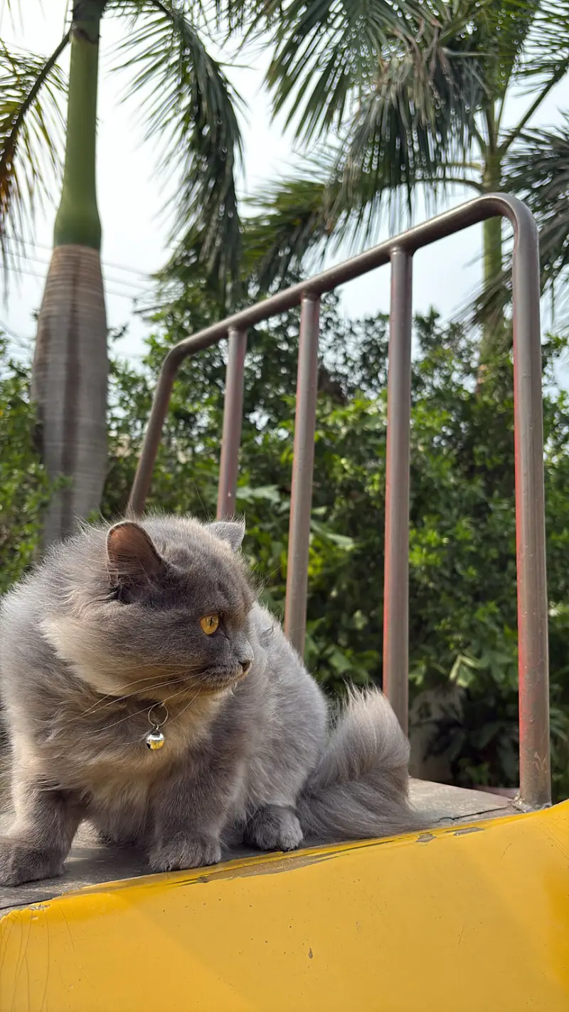 Grey persian cat — photo 12