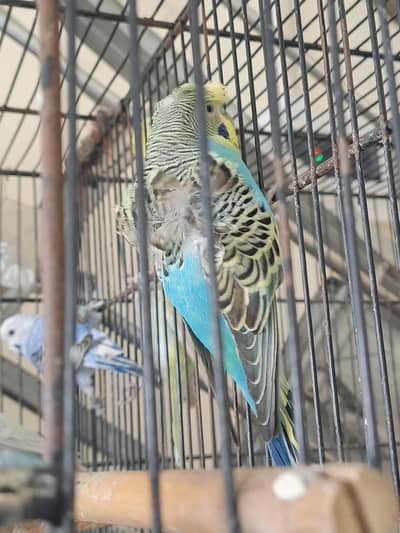 Hogoromo male for sale