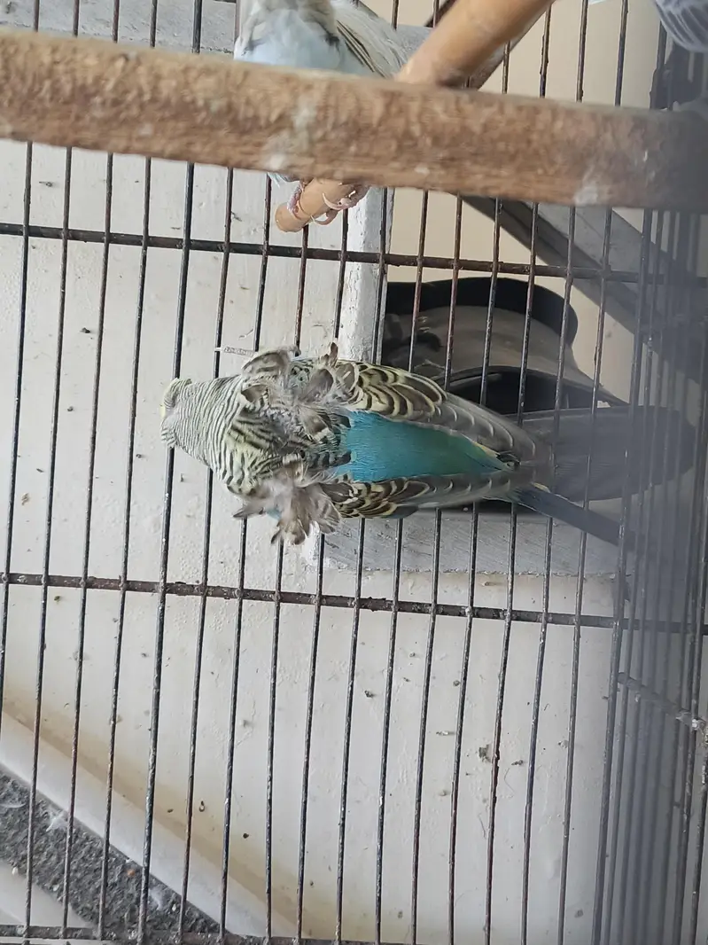 Hogoromo male for sale — photo 2