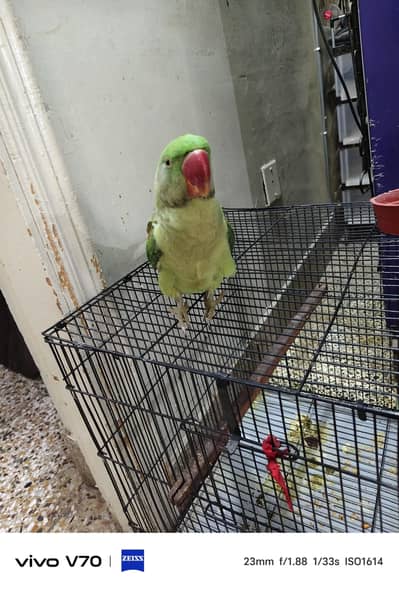 Raw parrot