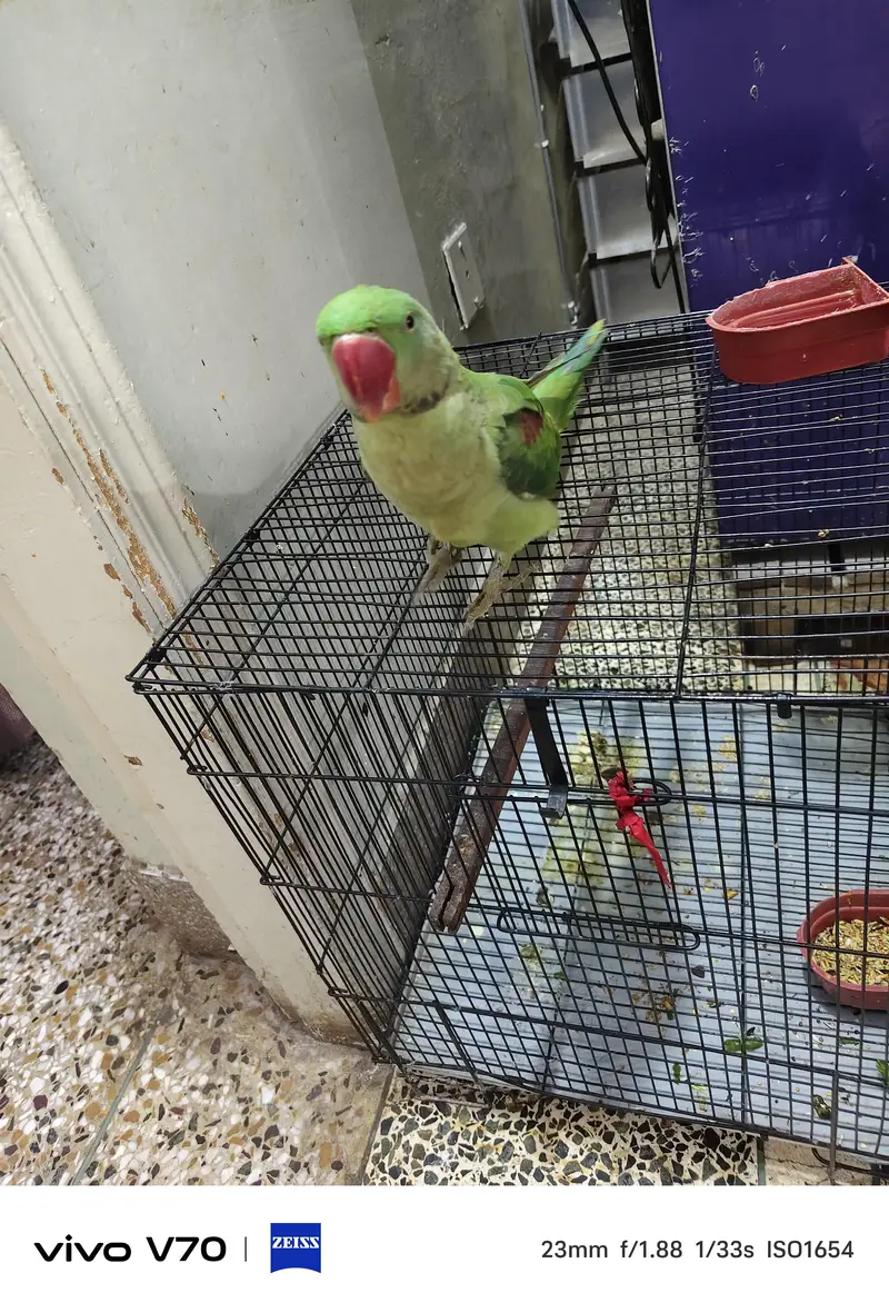 Raw parrot — photo 2